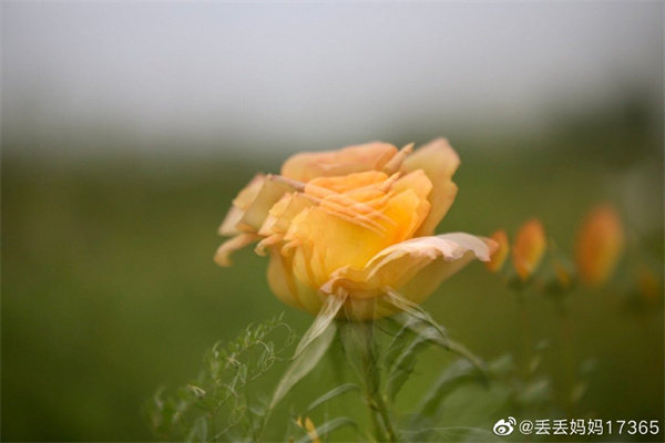 【圖說(shuō)淮南】——只道花無(wú)十日紅，此花無(wú)日不春風(fēng)