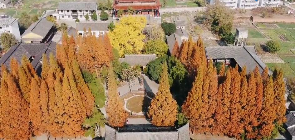 壽縣報恩寺，滿地金黃正當時